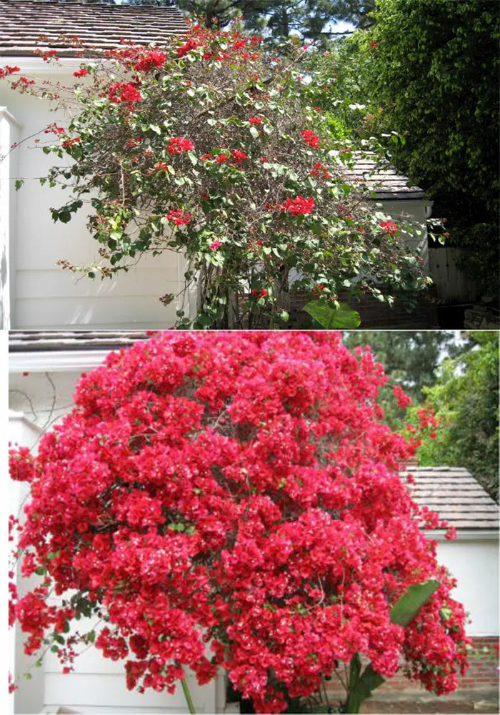Bougainvillea before treatment and after treatment